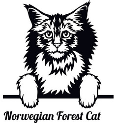 Norwegian Forest Cat - Breed Head