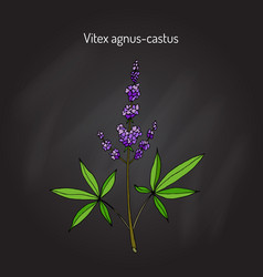 Vitex Agnus-castus Medicinal Plant