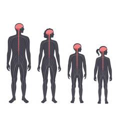 Central Nervous System