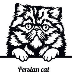 Persian Cat - Breed Head Isolated