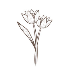 Flower Tulip Graphics Hand Drawn Tulip Decor Print