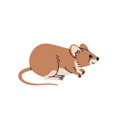 Rat Profile Brown House Mouse Cute Rodent Pet