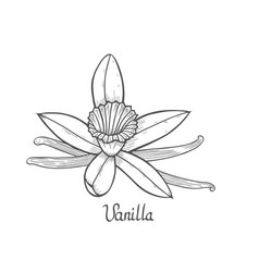 Vanilla Flower Plant