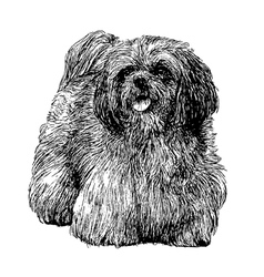 Lhasa Apso 01