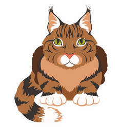 Maine Coon Icon Cartoon Cat Breed Symbol