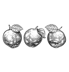 Hand Drawn Apple And Leaf Fruits Set Sketch