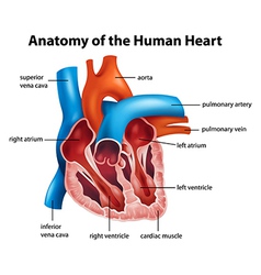 Human Heart Anatomy