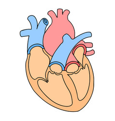 Human Heart Anatomy