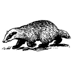 European Badger