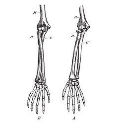 Two bones of forearm - radius and ulna part of Vector Image