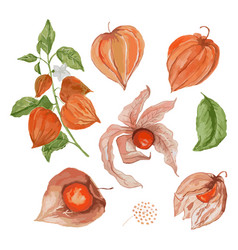 Physalis Watercolor For