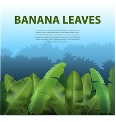 Banana Leaves