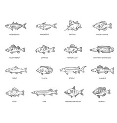 Freshwater Fish Set Types Of Edible Fish