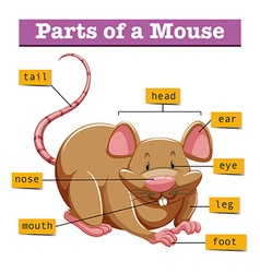 Diagram showing parts ant Royalty Free Vector Image