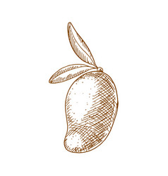 Mango Tropical Fruit Isolated Sketch