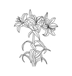 Lily May Birth Month Flower Line Art