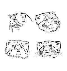 Manul Pallass Cat Sketch Engraving Scratch Board