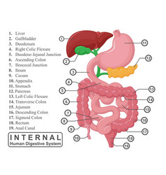 Part Of Internal Human Digestive System