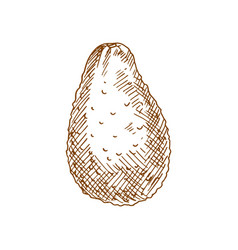 Alligator Pear Exotic Avocado Isolated Sketch