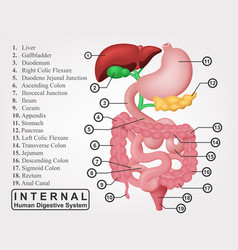 Part Of Internal Human Digestive System