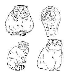 Manul Pallass Cat Sketch Engraving Scratch Board