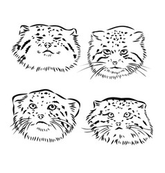 Manul Pallass Cat Sketch Engraving Scratch Board