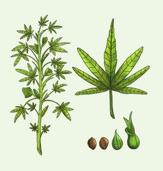 Botanical Cannabis Leaves