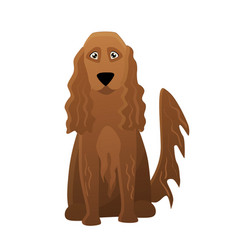 Irish Setter Dog