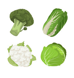 Various Types Of Cabbage Carton Set