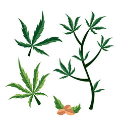 Botanical Cannabis Leaves