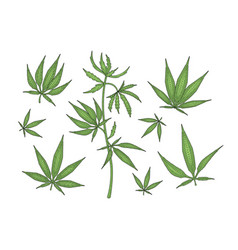 Botanical Cannabis Leaves