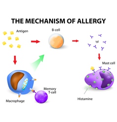 Mechanism allergy Royalty Free Vector Image - VectorStock