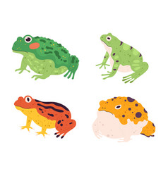 Frog Set Tropical Colorful Animals Different