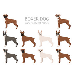 Boxer Dog Clipart Different Poses Coat Colors Set