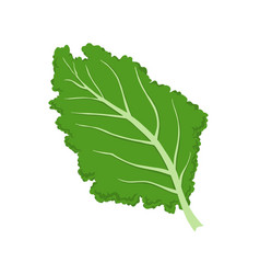 Kale Vegetable Leaf