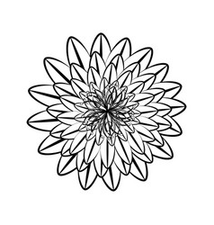 Michaelmas Daisy Flower Outline