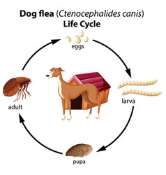 Dog Flea Life Cycle On White Background