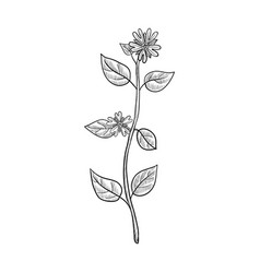 Drawing Chickweed