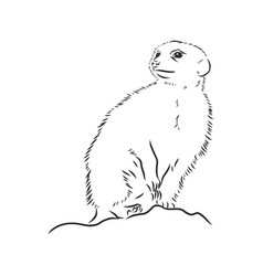 Meerkat Icon Animal Sign Animal Sketch