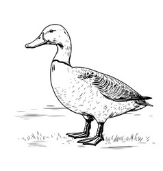 Hand Drawn Duck Animal Sketch