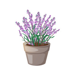 Lavender Flower Herb In A Pot Isolated On White