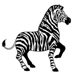 Zebra On White