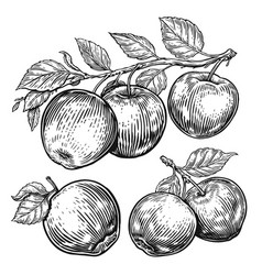 Hand Drawn Apples Set Fruits Sketch Black