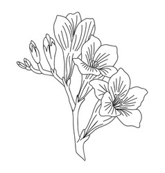 Gladiolus August Birth Month Flower Line Art