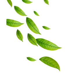 Realistic Green Tea Leaves In Motion