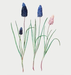 Grape Hyacinth In Vintage Style