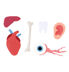 Set Of Human Organs Heart Eye Tooth Liver Bone Ear