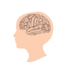 Human Brain Child Head Anatomy