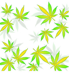 Cannabis Leaves On White Background