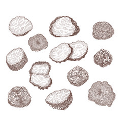 Truffle Mushroom Hand Drawn